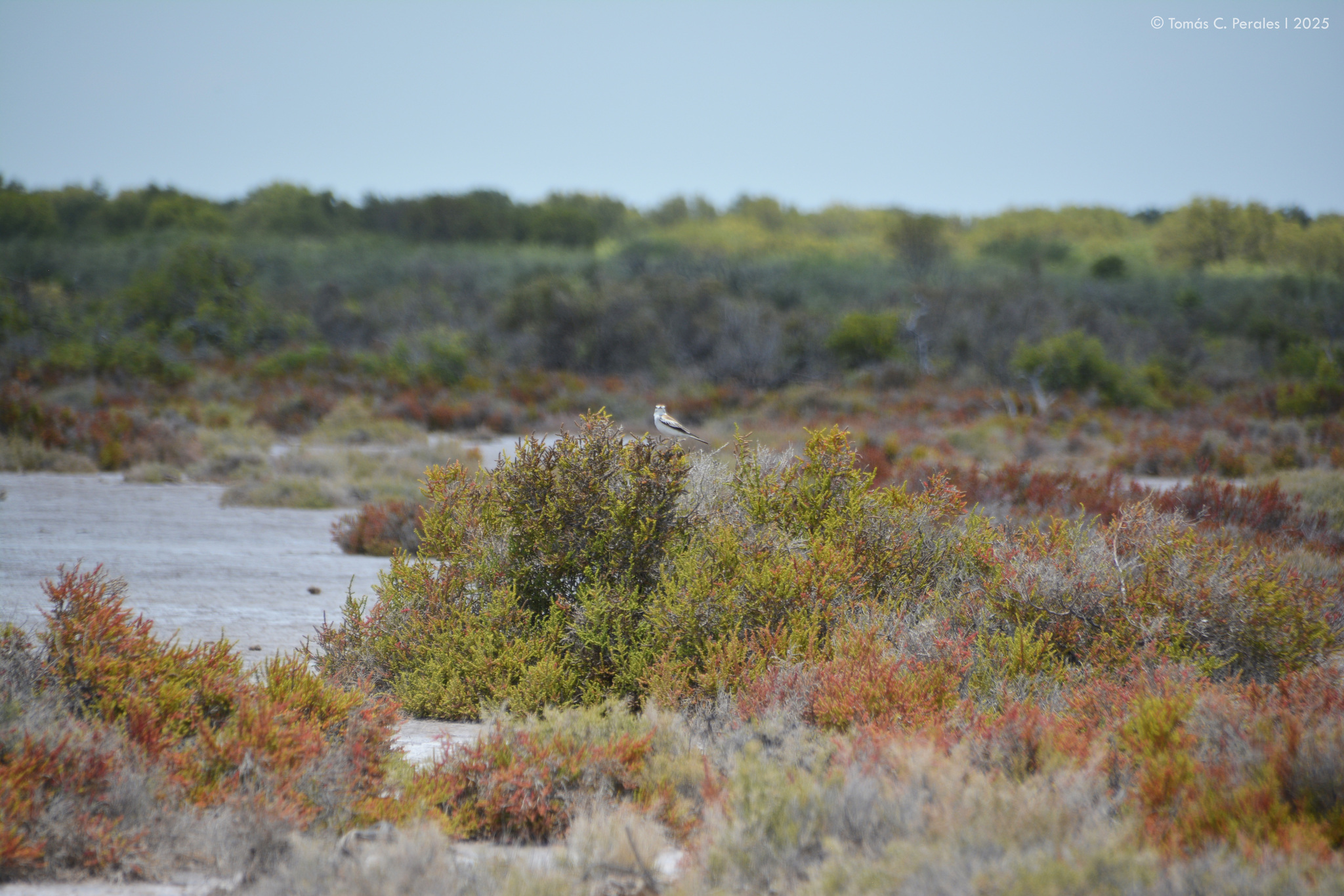 Salinas Monjita (Neoxolmis salinarum), photo 2