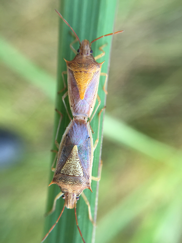 Rice Stink Bug photo 3