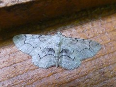 Iridopsis larvaria