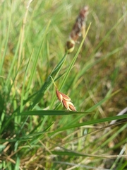 Carex rariflora