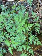 Conioselinum gmelinii