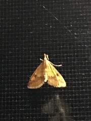 Choristostigma