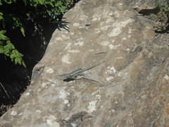 Sceloporus couchii