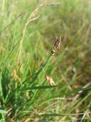 Carex rariflora