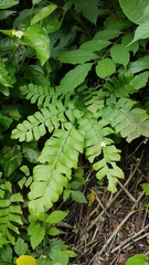 Adiantum trapeziforme