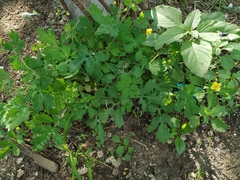 Chelidonium asiaticum