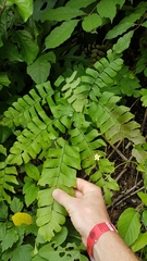 Adiantum trapeziforme