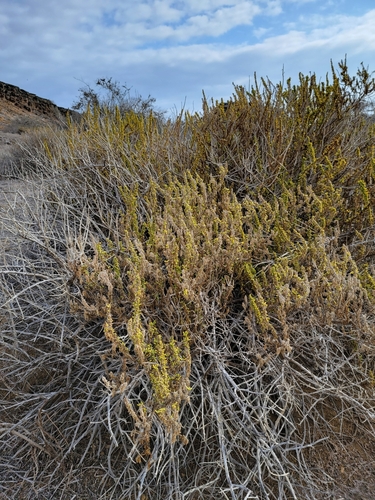 Image of Nolana galapagensis by no rights reserved