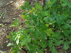 Chelidonium asiaticum