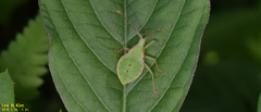 Homoeocerus dilatatus