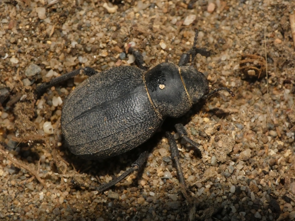 Pimelia perezi