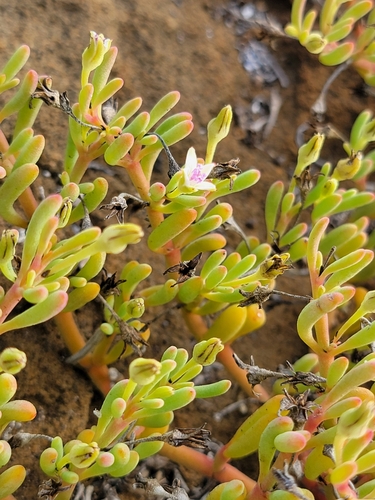 Image of Sesuvium edmonstonei by no rights reserved