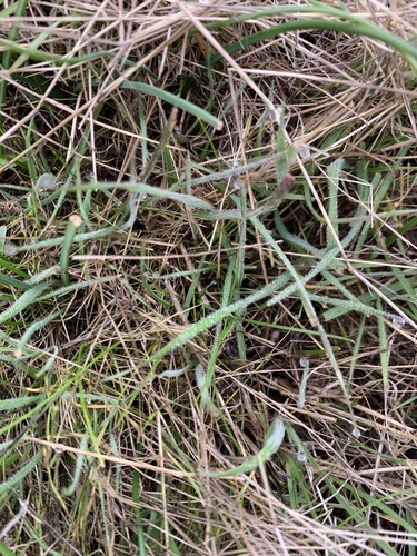 iNaturalist observation photo of flowering plants
