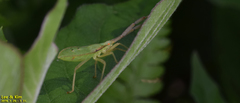 Homoeocerus dilatatus