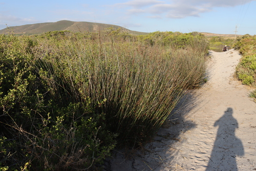 Thamnochortus spicigerus, photograph 3