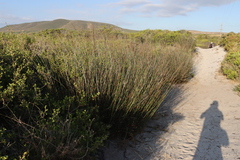 Thamnochortus spicigerus, photograph (c) Tony Rebelo, some rights reserved (CC BY-SA)