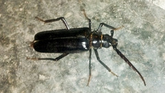 Derobrachus geminatus