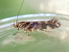 Aristotelia ericinella