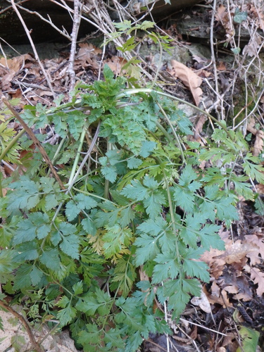 Cicuta-falsa