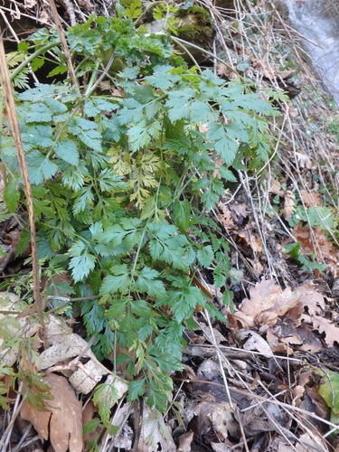 Foto de Cicuta-falsa