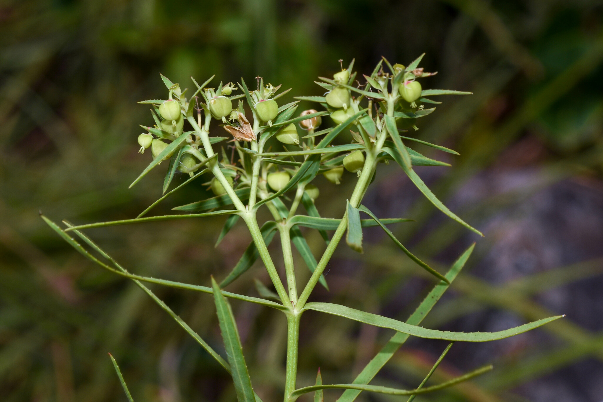 Euphorbia stenophylla