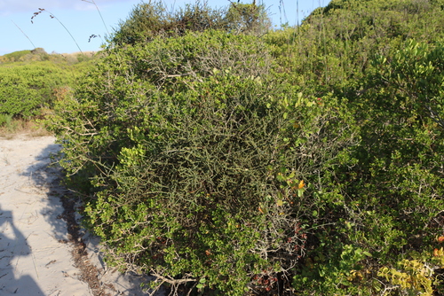 Image of Viscum capense by (c) Tony Rebelo, some rights reserved (CC BY-SA)