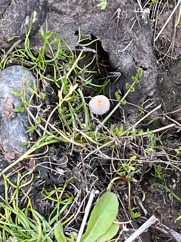 iNaturalist observation photo of pleated inkcap