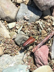 Anastrangalia sanguinea