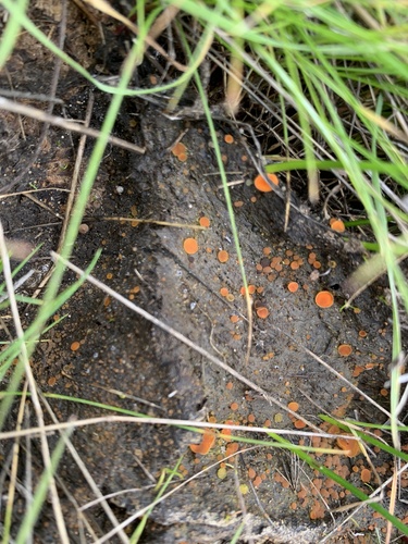 iNaturalist observation photo of Pulvinula