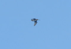 Gallinago paraguaiae