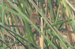 Knipolegus cyanirostris