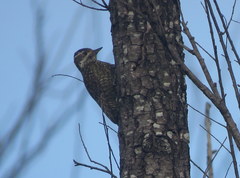 Dryobates spilogaster