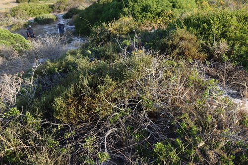 Image of Viscum capense by (c) Tony Rebelo, some rights reserved (CC BY-SA)