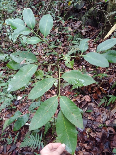 Pilocarpus racemosus, photograph 4