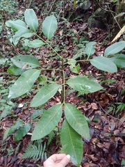 Pilocarpus racemosus, photograph (c) Kurt Miller, some rights reserved (CC BY-SA)