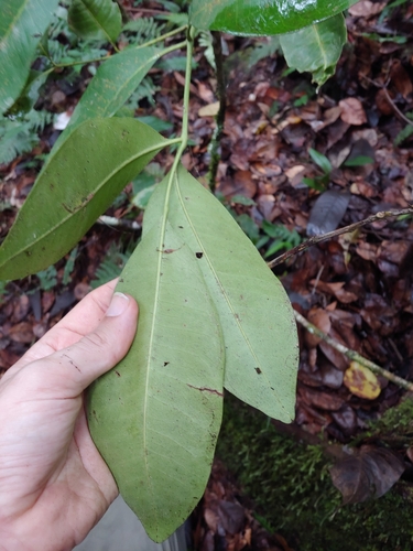 Pilocarpus racemosus, photograph 5