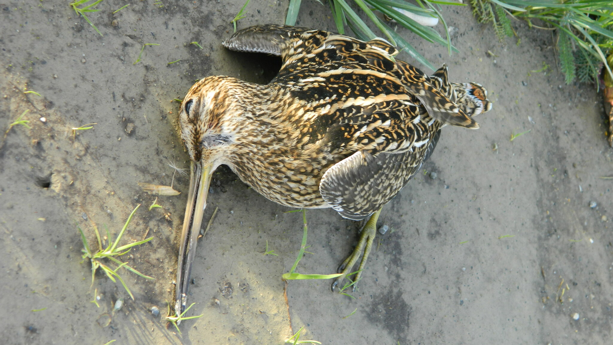 Magellanic Snipe illustration