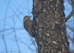 Dryobates spilogaster