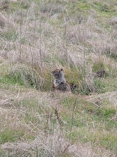 iNaturalist observation photo of California Ground Squirrel