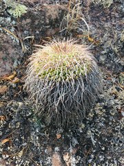 Mammillaria gigantea
