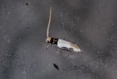 Thisizima subceratella