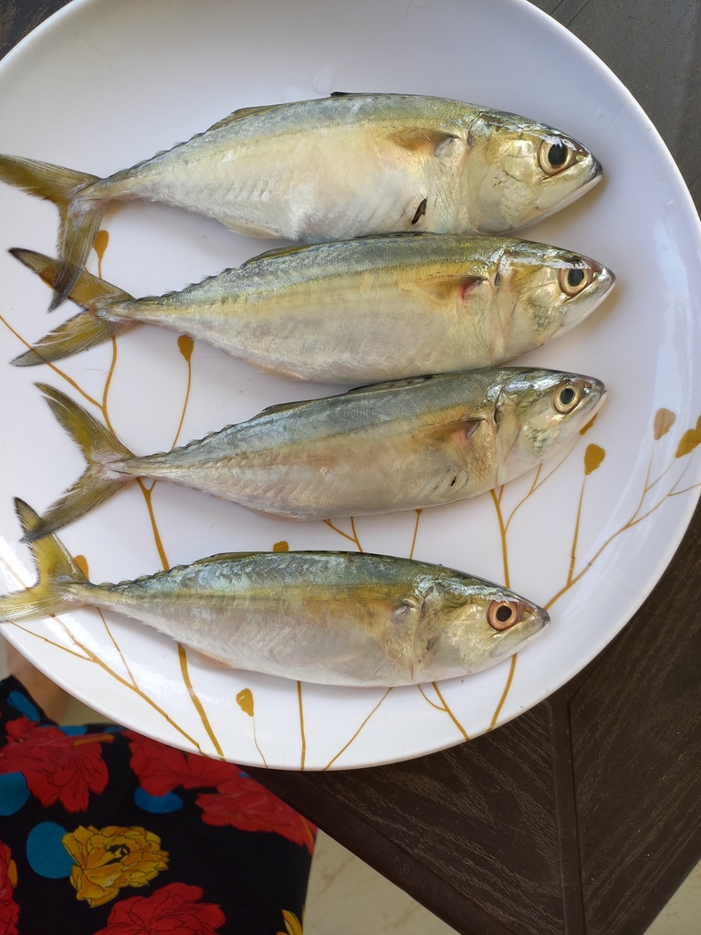 Chub mackerel (Rastrelliger brachysoma) — Scombridae