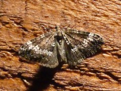 Perizoma alchemillata