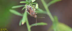 Rhopalus sapporensis