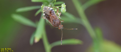 Rhopalus sapporensis