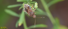 Rhopalus sapporensis