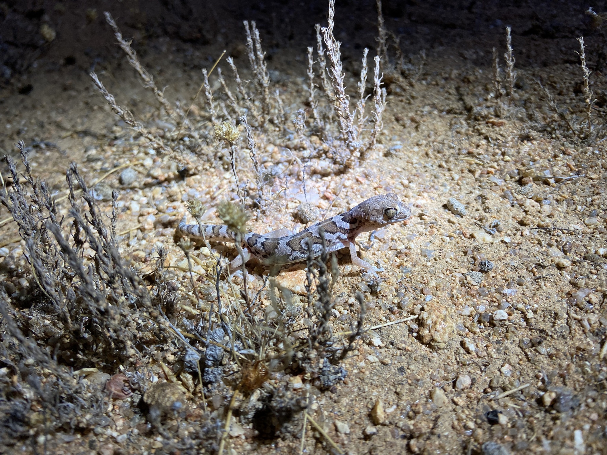 Large-Scaled Banded Gecko photo 3