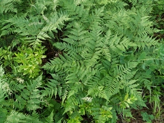 Pteridium latiusculum japonicum