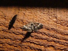 Perizoma alchemillata