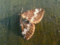 Perizoma alchemillata